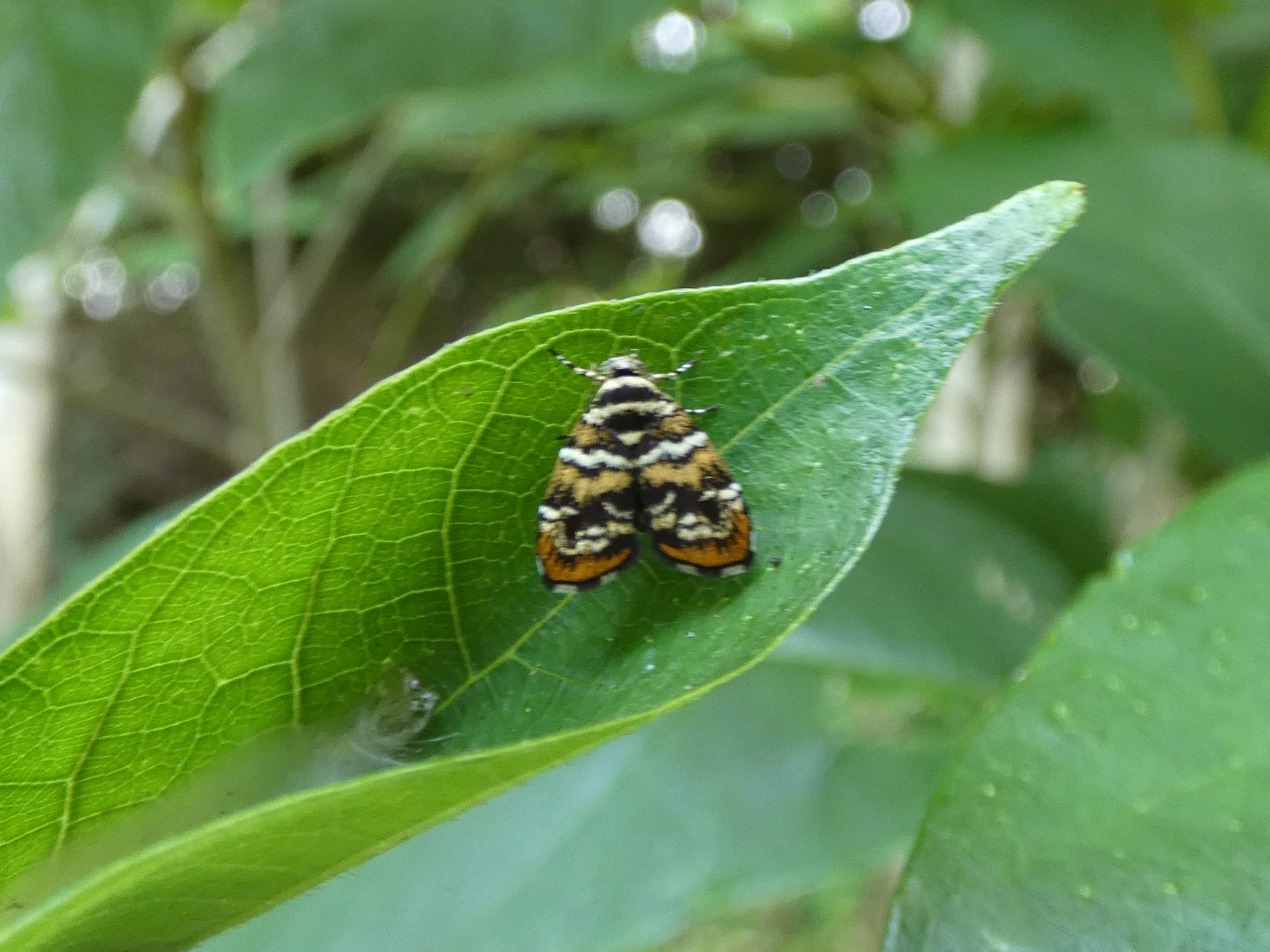 photo_2